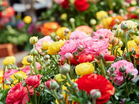 花 種類|人気の花の種類一覧